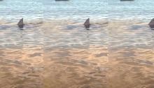 ზვიგენს "მიასამართი შეეშალა"!